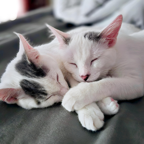 Two white cats cuddling while sleeping peacefully on a dark blanket
